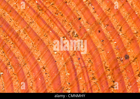 Les anneaux de croissance des arbres dans le bois d'orange d'un pin de l'Oregon (Pseudotsuga menziesii). Banque D'Images