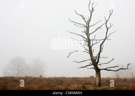 Un arbre sur un chêne mort Heath misty en automne. Banque D'Images