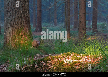 Hérisson (Erinaceus europaeus) dans une forêt à l'aube Banque D'Images