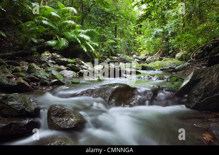 Rainforest creek à Crystal Cascades - un trou d'eau douce avec populaires près de Cairns, Queensland, Australie Banque D'Images