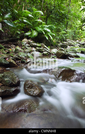 Rainforest creek à Crystal Cascades - un trou d'eau douce avec populaires près de Cairns, Queensland, Australie Banque D'Images