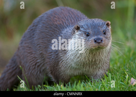 Loutre d'Europe (Lutra lutra) avec fourrure humide sortant d'une rivière Banque D'Images