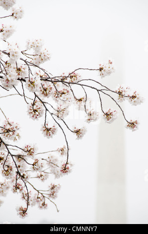 WASHINGTON DC — les cerisiers en fleurs de Yoshino encadrent une vue du Washington Monument le long du Tidal Basin. Cette photo, prise le 18 mars 2012, capture un pic précoce de floraison qui a coïncidé avec le 100e anniversaire de la plantation originale en 1912 d'arbres donnés au Japon. Banque D'Images