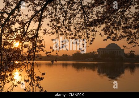 WASHINGTON DC — les cerisiers en fleurs de Yoshino encadrent une vue du Jefferson Memorial à travers le Tidal Basin au lever du soleil. Ces arbres fleuris, à l'origine un cadeau du Japon en 1912, tapissent le bassin et fleurissent chaque début du printemps. Le reflet du mémorial est visible dans l'eau. Banque D'Images