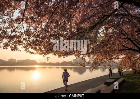 Un jogger s'étend le long de la voie le long du bassin de marée juste après le lever du soleil. La distance dans le au centre du cadre est le Jefferson Memorial, avec l'cerisiers en fleur en haut et à droite. Les Cerisiers Yoshino bordant le bassin de marée à Washington DC chaque floraison au début du printemps. Certains des arbres d'origine de la plantation originale il y a 100 ans (en 2012) sont encore en vie et la floraison. En raison de conditions de canicule s'étend sur une grande partie du continent nord-américain et un hiver exceptionnellement doux dans la région de Washington DC, le pic de 2012 est venu fleurir plus tôt que d'habitude. Banque D'Images