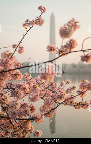 WASHINGTON, DC, États-Unis — le Washington Monument est en arrière-plan, reflété sur les eaux tranquilles du Tidal Basin, tandis que les fleurs de cerisier captent la lumière de l'aube au premier plan. Les arbres Yoshino Cherry Blossom qui bordent le Tidal Basin à Washington DC fleurissent chaque début du printemps. Certains des arbres originaux de la plantation originale il y a 100 ans (en 2012) sont encore vivants et fleuris. Banque D'Images