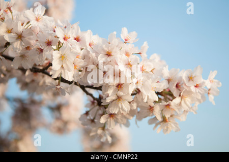 Un gros plan de quelques fleurs de cerisier blanc sur le bassin de marée dans la région de Washington DC. Les Cerisiers Yoshino bordant le bassin de marée à Washington DC chaque floraison au début du printemps. Certains des arbres d'origine de la plantation originale il y a 100 ans (en 2012) sont encore en vie et la floraison. En raison de conditions de canicule s'étend sur une grande partie du continent nord-américain et un hiver exceptionnellement doux dans la région de Washington DC, le pic de 2012 est venu fleurir plus tôt que d'habitude. Banque D'Images