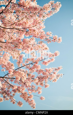 Les fleurs de cerisier rose contre un ciel bleu clair. Les Cerisiers Yoshino bordant le bassin de marée à Washington DC chaque floraison au début du printemps. Certains des arbres d'origine de la plantation originale il y a 100 ans (en 2012) sont encore en vie et la floraison. En raison de conditions de canicule s'étend sur une grande partie du continent nord-américain et un hiver exceptionnellement doux dans la région de Washington DC, le pic de 2012 est venu fleurir plus tôt que d'habitude. Banque D'Images