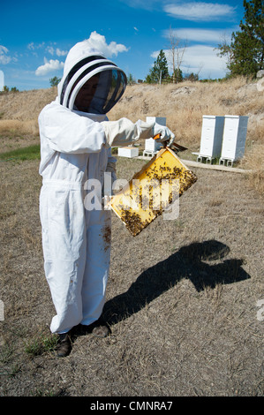 Un apiculteur amateur à Stevensville, Montana se déplace les abeilles de la ruche Langstroth frames afin de récolter le miel à la fin de l'automne. Banque D'Images