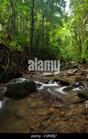 Rainforest creek à Crystal Cascades - un trou d'eau douce avec populaires près de Cairns, Queensland, Australie Banque D'Images