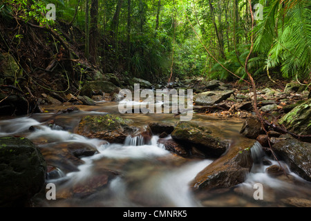 Rainforest creek à Crystal Cascades - un trou d'eau douce avec populaires près de Cairns, Queensland, Australie Banque D'Images