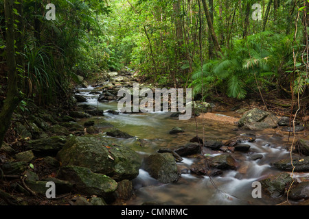 Rainforest creek à Crystal Cascades - un trou d'eau douce avec populaires près de Cairns, Queensland, Australie Banque D'Images