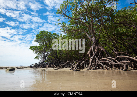 Forêt de mangrove à marée basse. Cape Tribulation Beach, parc national de Daintree, Queensland, Australie Banque D'Images