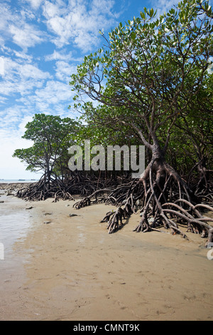 Forêt de mangrove à marée basse. Cape Tribulation Beach, parc national de Daintree, Queensland, Australie Banque D'Images