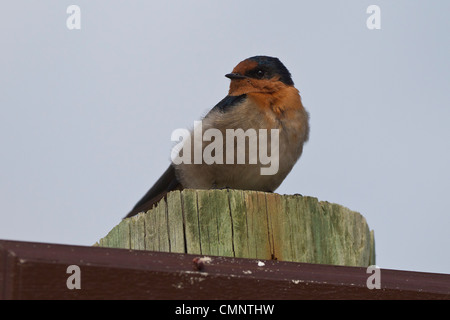 Bienvenue avaler. Hirundo neoxena Rottnest Island, Australie de l'Ouest Banque D'Images