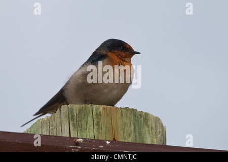 Bienvenue avaler. Hirundo neoxena Rottnest Island, Australie de l'Ouest Banque D'Images