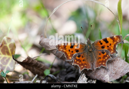 Polygonia c-album. Comma butterfly dans la campagne anglaise Banque D'Images