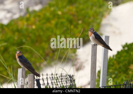 Bienvenue avaler. Hirundo neoxena Rottnest Island, Australie de l'Ouest Banque D'Images