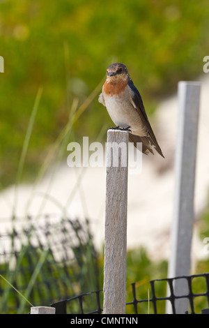 Bienvenue avaler. Hirundo neoxena Rottnest Island, Australie de l'Ouest Banque D'Images