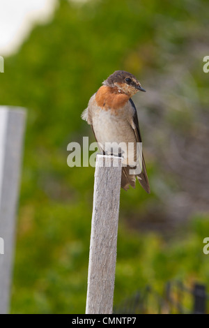 Bienvenue avaler. Hirundo neoxena Rottnest Island, Australie de l'Ouest Banque D'Images