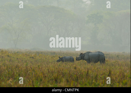 Rhino, rhinocéros indien (Rhinoceros unicornis) Banque D'Images