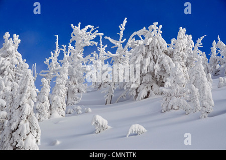 Neige fraîche sur la forêt subalpine de Oregon's Elkhorn Montagnes. Banque D'Images