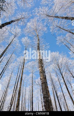 Les cimes de l'Aulne enveloppé de neige sur fond de ciel bleu avec quelques nuages Banque D'Images