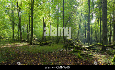 Les feuillus principalement charme ombragé avec quelques vieux arbres stand in morning Banque D'Images