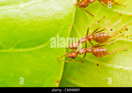 Red ant d'équipe sur feuille verte Banque D'Images