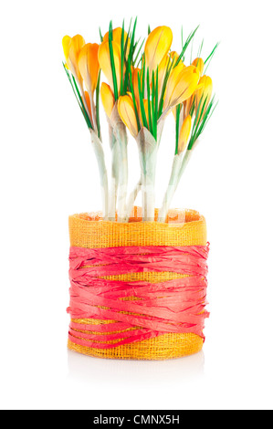 Les crocus de printemps. Pot textile avec des fleurs jaunes isolé sur fond blanc Banque D'Images