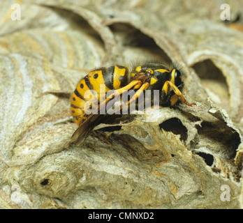 Politique européenne guêpe (Vespula Vulgaris) la reine l'hibernation sur son nid en hiver Banque D'Images