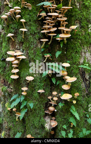 La mousse de chêne monumental enveloppé avec beaucoup de fougères et de champignons le polypode commun Banque D'Images