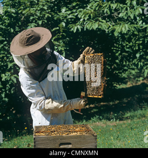 L'examen de l'apiculteur abeille (Apis mellifera) Cadre de couvain de la ruche Banque D'Images