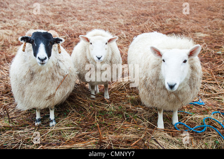 Trois moutons à Portnalong, Isle of Skye, Scotland, UK. Banque D'Images
