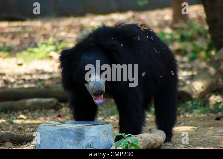 Ours ou Labiated Bear (Ursus ursinus), adulte, homme, de l'Asie Banque D'Images