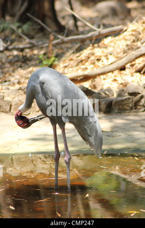 Sarus Crane Grus (Antigone) Keoladeo Banque D'Images