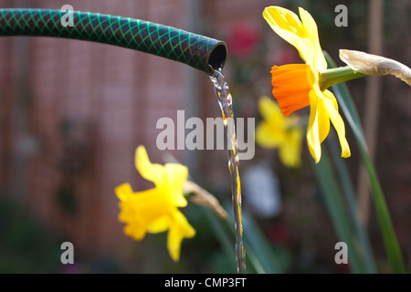 Woman watering flowers en jardin à l'avant de l'interdiction nationale de soutien qui pourraient être mis en oeuvre en raison du temps sec partout au Royaume-Uni Banque D'Images