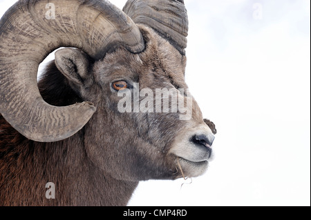 Un portrait d'un mouflon des montagnes sauvages Banque D'Images