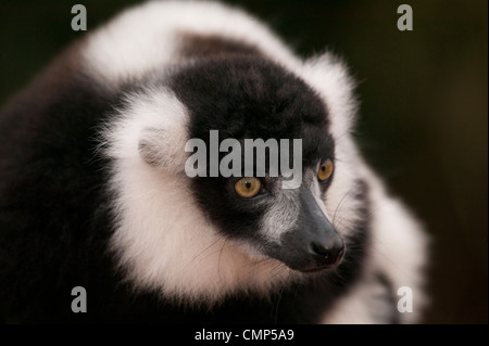 Noir et blanc la gélinotte lemur ( Le Varecia variegata ) Banque D'Images