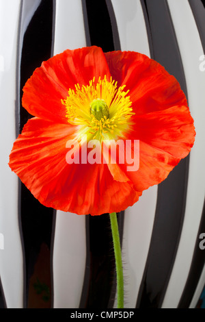 Pavot d'Islande orange avec des rayures Banque D'Images
