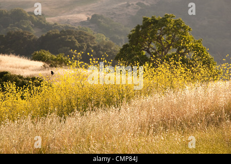 Blackbird et moutarde fleurissent en Californie l'été idyllique à flanc de colline Banque D'Images