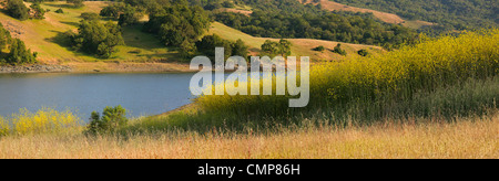 Panorama de la Californie idyllique lac et sur la colline dans la moutarde bloom Banque D'Images