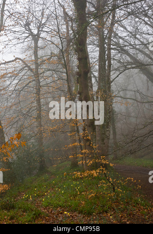 Les jonquilles sauvages dans les étapes ci-dessus, Teign Valley ; Pont, Devon Dartmoor Banque D'Images