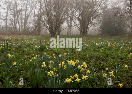 Les jonquilles sauvages sur un matin brumeux dans la Teign Valley, dans la région de Dunsford et Meadhaydown Woods, Dartmoor, Devon Banque D'Images