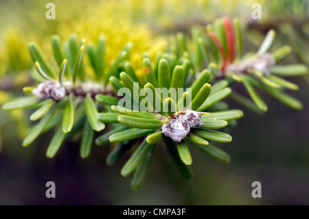 Abies koreana sapin coréen feuillage vert gris gros plan des aiguilles feuilles des arbustes conifères les conifères portraits végétaux branche de conifères Banque D'Images
