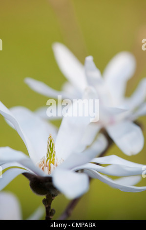 Fleurs Magnolia stellata Banque D'Images