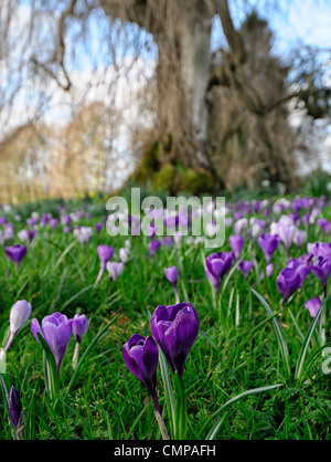 Crocus naturalisés fleurs en croissance croître floraison pelouse couleurs mixte blanc de printemps crocus mauve sous arbre underplanting Banque D'Images