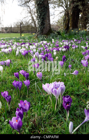 Crocus naturalisés fleurs en croissance croître floraison pelouse couleurs mixte blanc de printemps crocus mauve sous arbre underplanting Banque D'Images