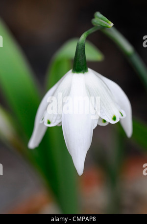 Lady Stanley snowdrop Galanthus beatrix blanc vert fleurs bulbes à fleurs de printemps perce-neige marquages bloom floraison fleur double Banque D'Images