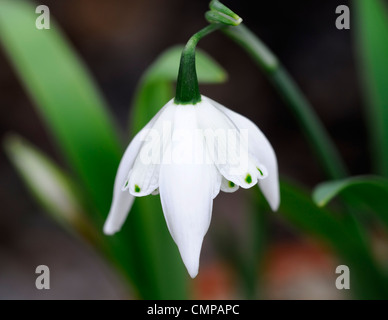 Lady Stanley snowdrop Galanthus beatrix blanc vert fleurs bulbes à fleurs de printemps perce-neige marquages bloom floraison fleur double Banque D'Images